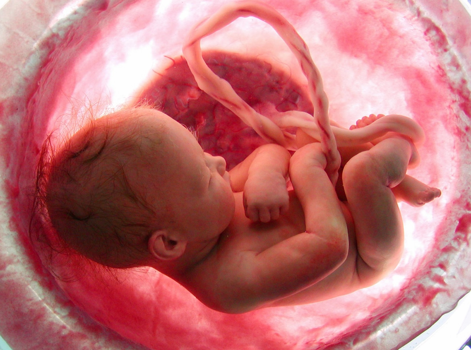 Artificial “womb” – Textile therapy for premature babies - TEXtalks | let's  talk textiles...