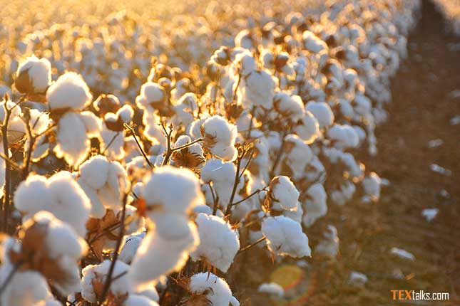 Continuous low cotton seed production in Malawi - TEXtalks | let's talk ...