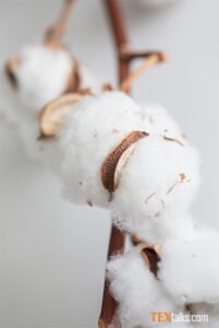 GMO-free textiles – an issue that is causing more and more consumers to turn to organic cotton. They are also happy to pay higher prices for it. © Hohenstein