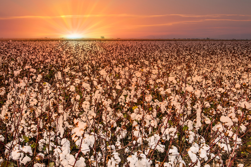 Texas cotton crop ruined by drought & heat which hurts the agriculture