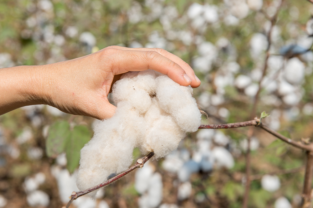 2022 – a year of turmoil and uncertainty for cotton and spinners - TEXtalks