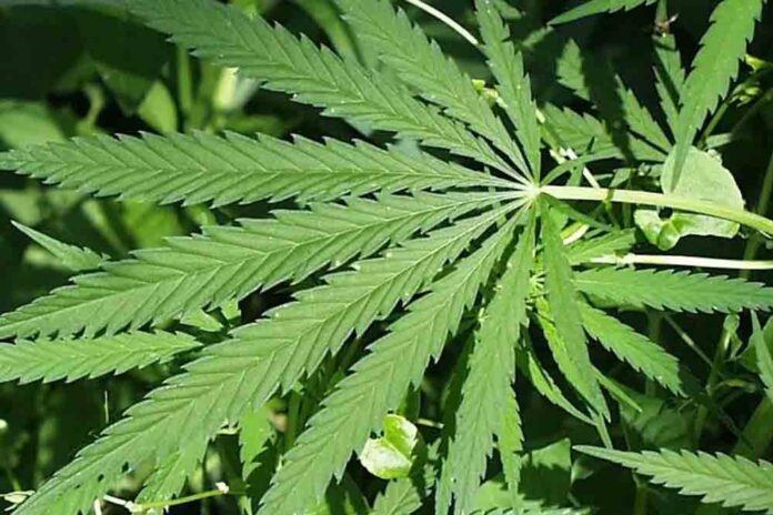 Hemp sector to shape regulation to improve global production