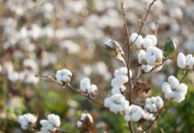 Pakistan’s cotton arrival growth slows to 5.39%, raising supply concerns for mills