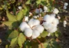 Türkiye gets its first National Organic Cotton Curriculum as OCA expands its Training Model