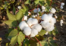 Pakistan’s cotton arrivals fall again as structural weaknesses deepen