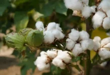 Organic cotton accelerator sharpens 2030 strategy to scale impact