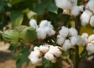 Organic cotton accelerator sharpens 2030 strategy to scale impact