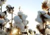 Bangladesh tightens its grip on global cotton markets