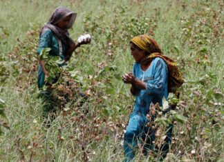 Pakistan’s cotton shortfall deepens reliance on imports