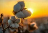 Pakistan approves industry-led plan to revive cotton as output falls to historic lows