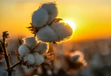 Pakistan approves industry-led plan to revive cotton as output falls to historic lows