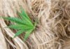 Hemp’s return at première vision: why this time is different
