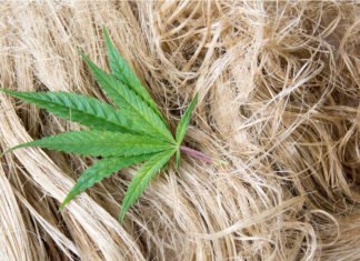Hemp’s return at première vision: why this time is different