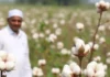 Punjab Government Backs APTMA’s Cotton Revival Plan, Signals Creation of National Pakistan Cotton Board