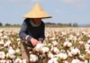 Xinjiang cotton is getting harder to avoid—and easier to mislabel