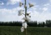 Esquel’s Xinjiang breeders add two new Sea Island cotton varieties to steady premium supply