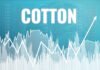 Pakistan’s cotton price spike offers opportunity, but also exposes deeper fragility