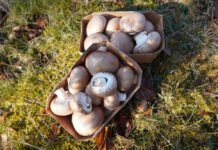 Mushroom waste coating points to a cleaner future for textile printing