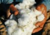 Pakistan’s cotton crisis demands federal reset as output halves