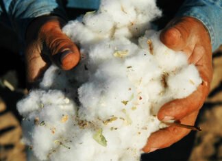 Pakistan’s cotton crisis demands federal reset as output halves