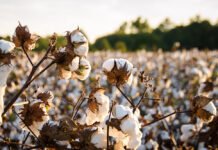 Global production expected to decline in 2026/27 as policy shifts and weak demand reshape trade