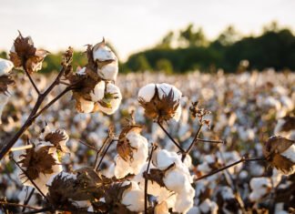 Global Production Expected to Decline in 2026/27 as Policy Shifts and Weak Demand Reshape Trade