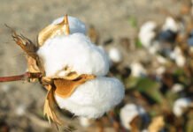 Pakistan cotton arrivals rise 27% to 1.70 million bales as local prices retreat