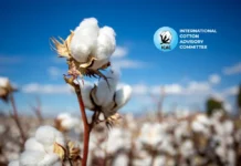 Global cotton area and production are projected to decline in the 2026/27 season