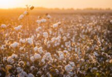 Brazil’s June cotton export record reinforces its grip on Asian spinning markets