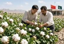 China and Pakistan Deepen Cotton Research Cooperation on Climate-Resilient Varieties