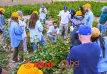Better Cotton and Avalo bring AI breeding to climate-resilient cotton