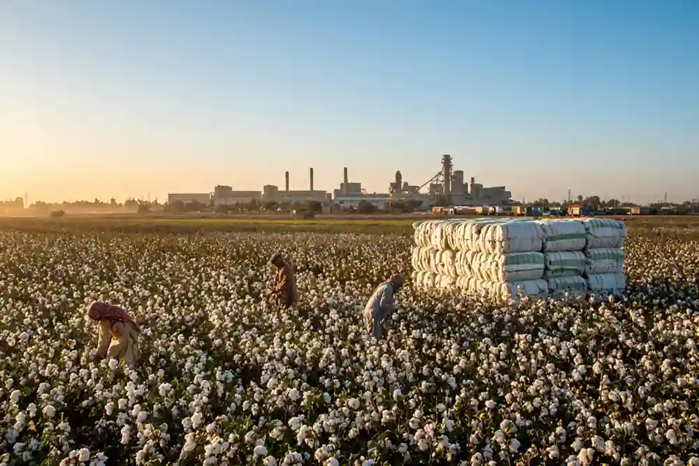 Pakistani cotton arrivals rise 19% to 2.39 million bales as mills absorb crop quickly