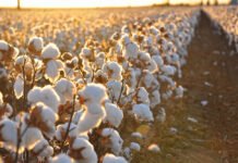 Egyptian cotton exports jump 63% to 64,060 tonnes as season closes