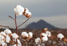 New cotton review examines competitiveness, market risk, and opportunities
