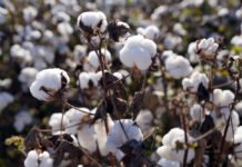U.S. regen cotton reports 20% lower emissions and 75% less soil loss